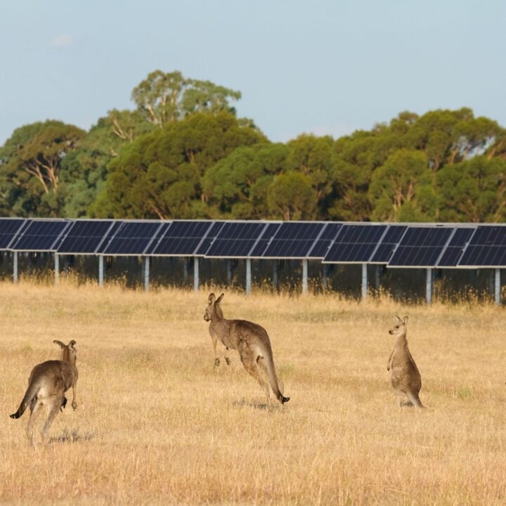 Kangaroos jumping in Mokoan solar park in Australia